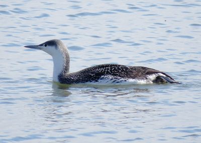 Red-Throated Loon