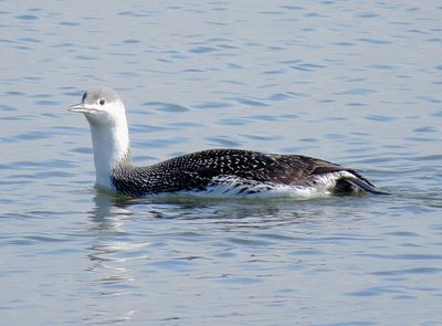 Red-Throated Loon