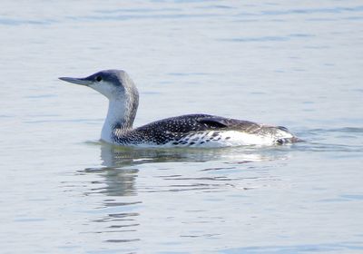 Red-Throated Loon