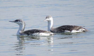 Red-Throated Loon