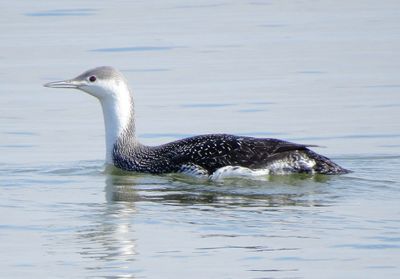 Red-Throated Loon