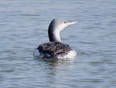 Red-Throated Loon