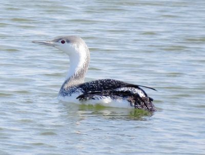 Red-Throated Loon