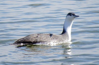 Red-Throated Loon