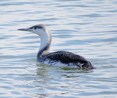Red-Throated Loon