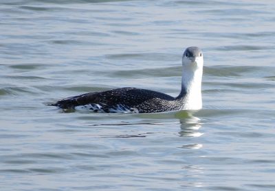Red-Throated Loon