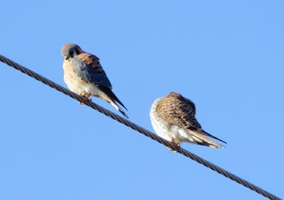 American Kestrel