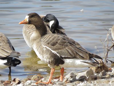 Greater White-Fronted Goose
