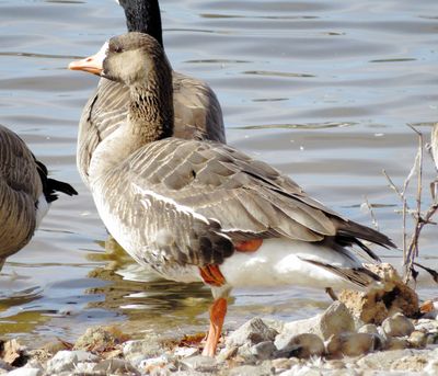 Greater White-Fronted Goose