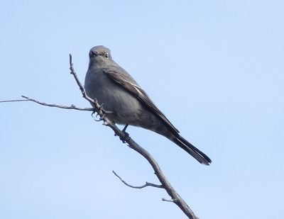Townsend's Solitaire