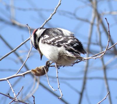Downy Woodpecker