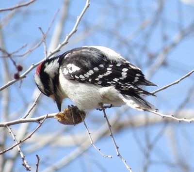 Downy Woodpecker