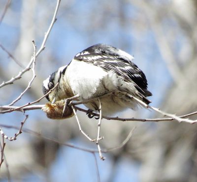 Downy Woodpecker