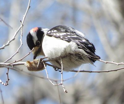 Downy Woodpecker