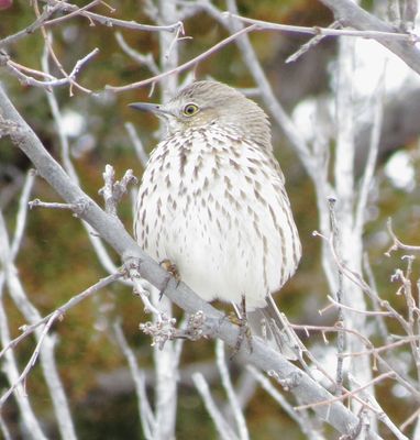 Sage Thrasher