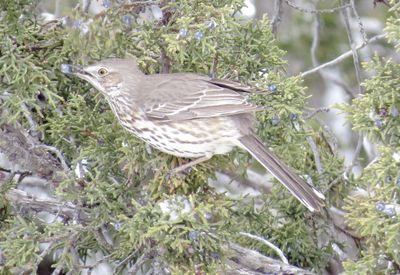 Sage Thrasher