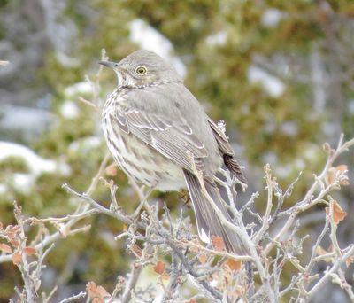 Sage Thrasher