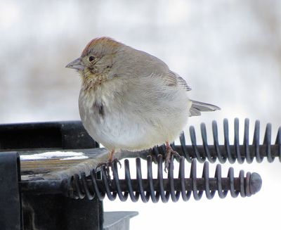 Canyon Towhee