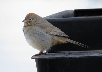 Canyon Towhee