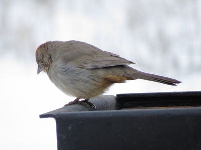 Canyon Towhee