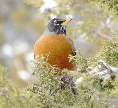 American Robin