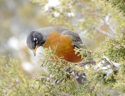 American Robin