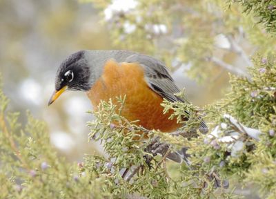 American Robin