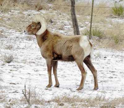 Bighorn Sheep