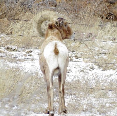 Bighorn Sheep