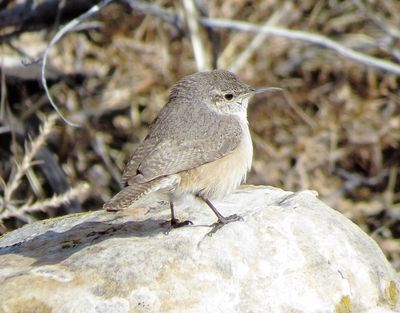 Rock Wren