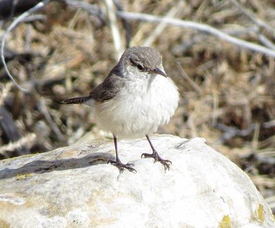 Rock Wren