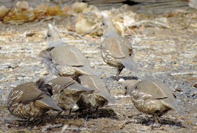 Scaled Quail