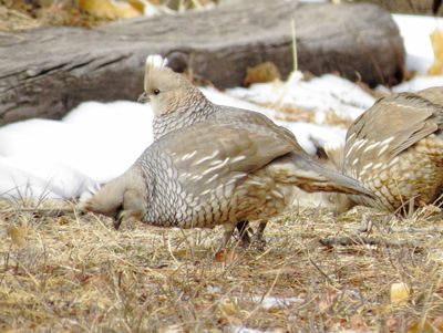 Scaled Quail
