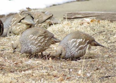 Scaled Quail