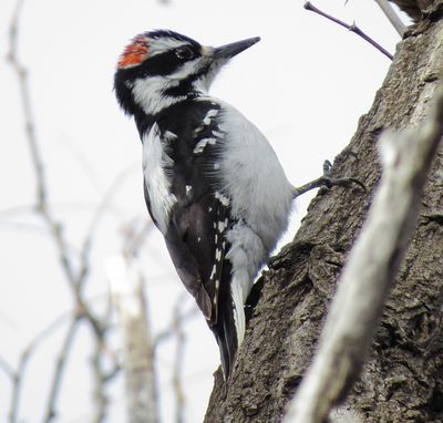 Hairy Woodpecker