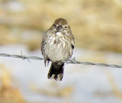 Lark Bunting