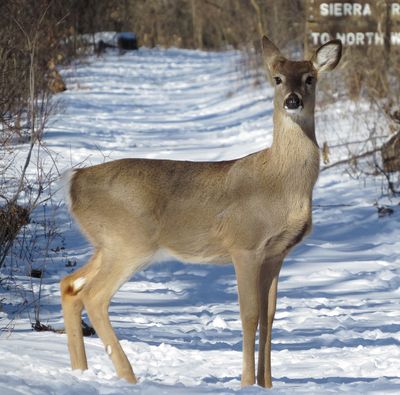White-Tailed Deer