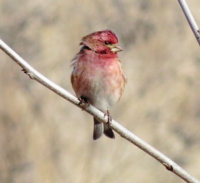 Purple Finch
