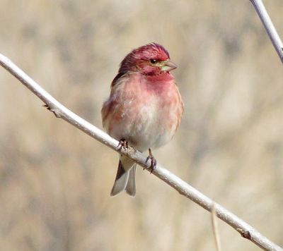 Purple Finch