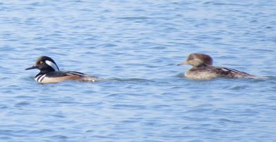 Hooded Merganser