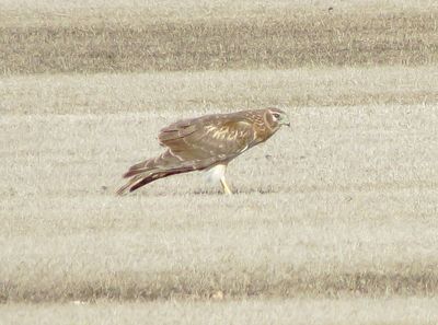 Northern Harrier