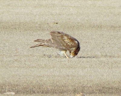 Northern Harrier