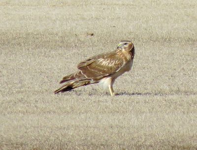 Northern Harrier
