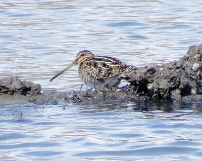 Wilson's Snipe