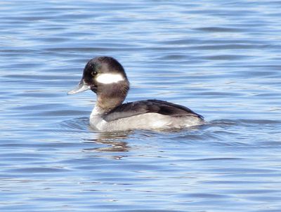 Bufflehead