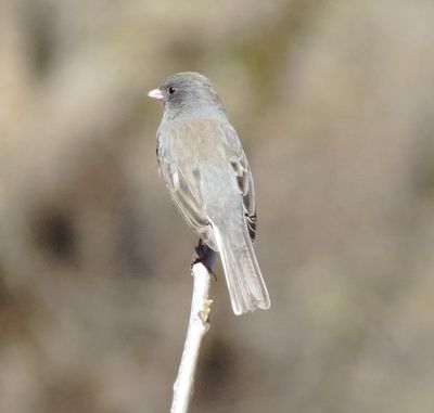 Dark-Eyed Junco