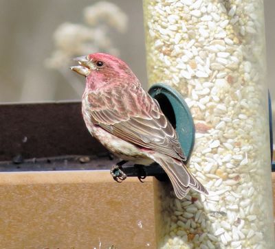 Purple Finch