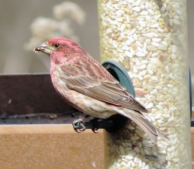 Purple Finch