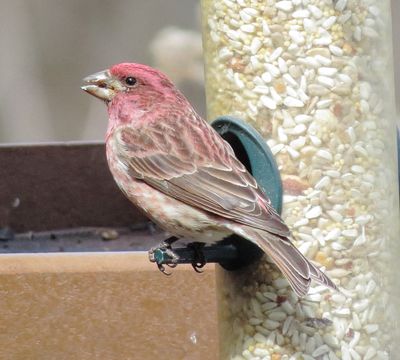 Purple Finch