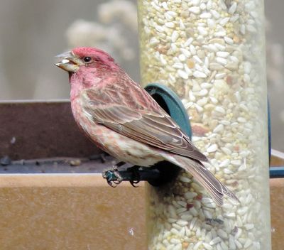 Purple Finch